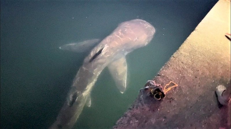 幻のサメ「メガマウス」現る　約４メートル、貴重な泳ぐ姿に驚き　千葉・館山の堤防で