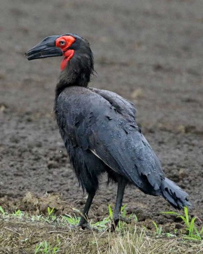 柏市で目撃された「ミナミジサイチョウ」とみられる鳥＝４日（我孫子野鳥を守る会提供）