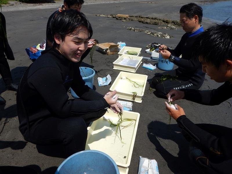 海岸で苗を準備する生徒たち（いずれも館山総合高提供）
