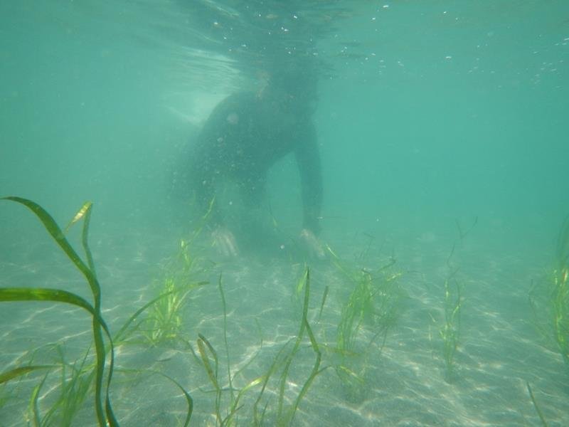 アマモ大きく育って！！　館山総合高生沖ノ島で移植