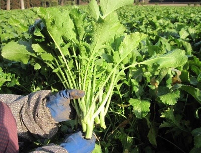 “食の世界遺産”初認定　土気からし菜　千葉市緑区