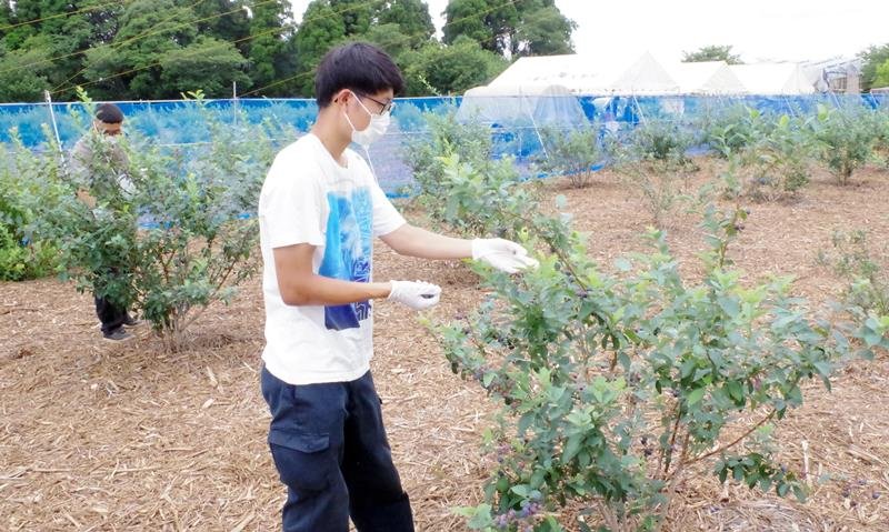 学生が運営する農園には、完熟のブルーベリーが実っている＝東金市
