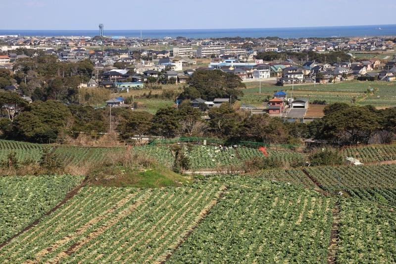 銚子の「灯台印キャベツ」　ちばエコ農産物に指定　【千葉地理学会連載　おもしろ半島ちばの地理再発見】