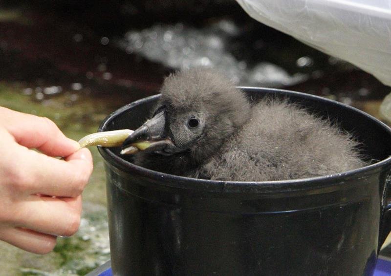 餌のイカナゴを食べるエトピリカのひな（鴨川シーワールド提供）
