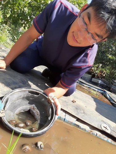 わなを引き上げジャンボタニシを調査する齋藤さん。ゲンゴロウなどの小動物だけは脱出できるよう、ざるの上部には幅１センチの細い切り込みも入れてある＝東金市の県立農業大学校



