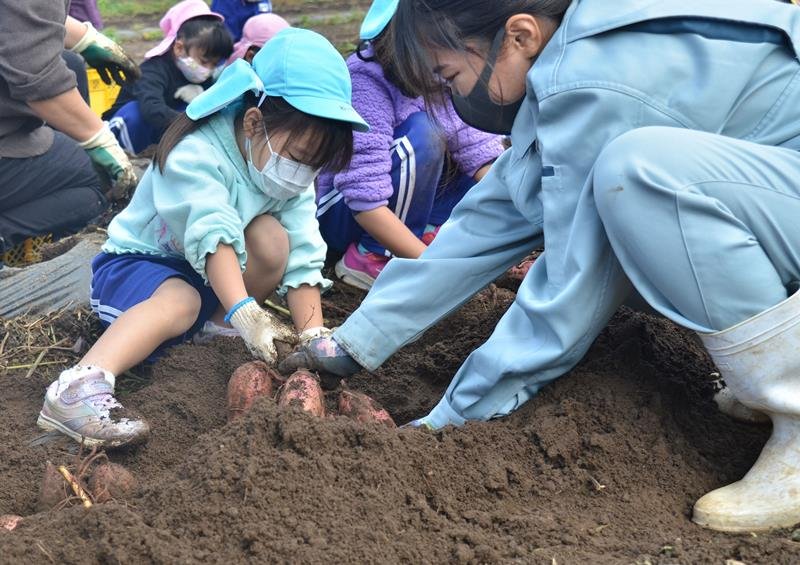 学生と一緒にサツマイモを掘る園児＝東金市の農業大学校
