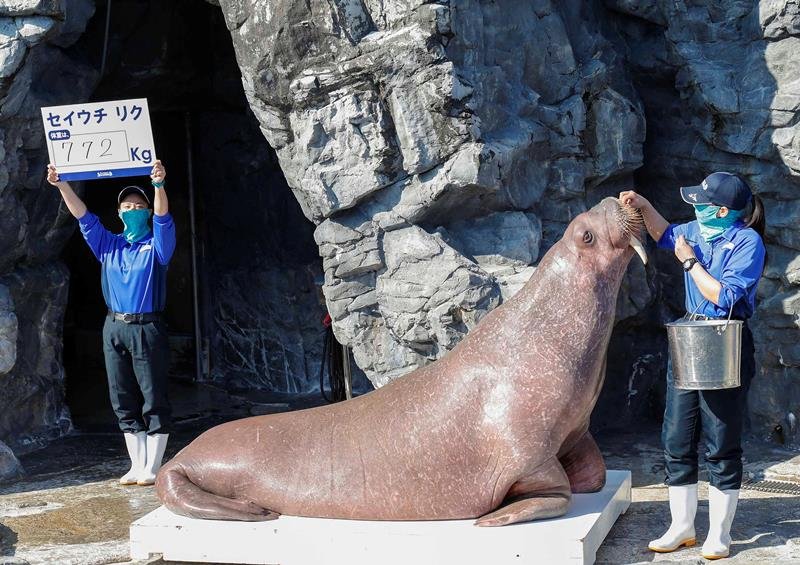 シャチとセイウチ体重公開　１年で大きくなった？　鴨川シーワールド