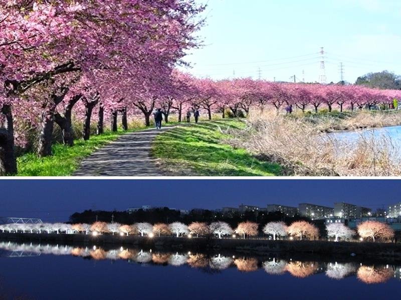 （上）新川沿いの桜並木と、（下）過去のライトアップの様子（新川千本桜まつり実行委提供）