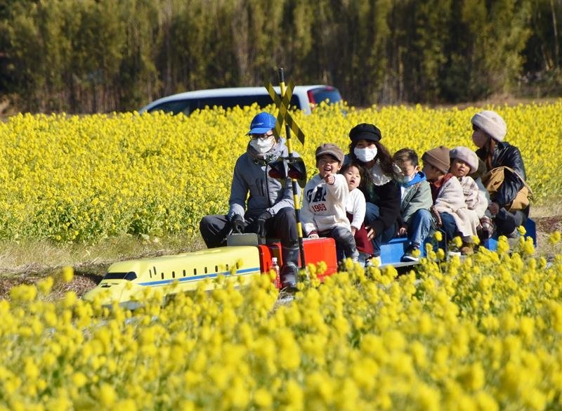 ミニトレインで黄色に染まった菜の花畑を進む子どもたち＝８日、鴨川市
