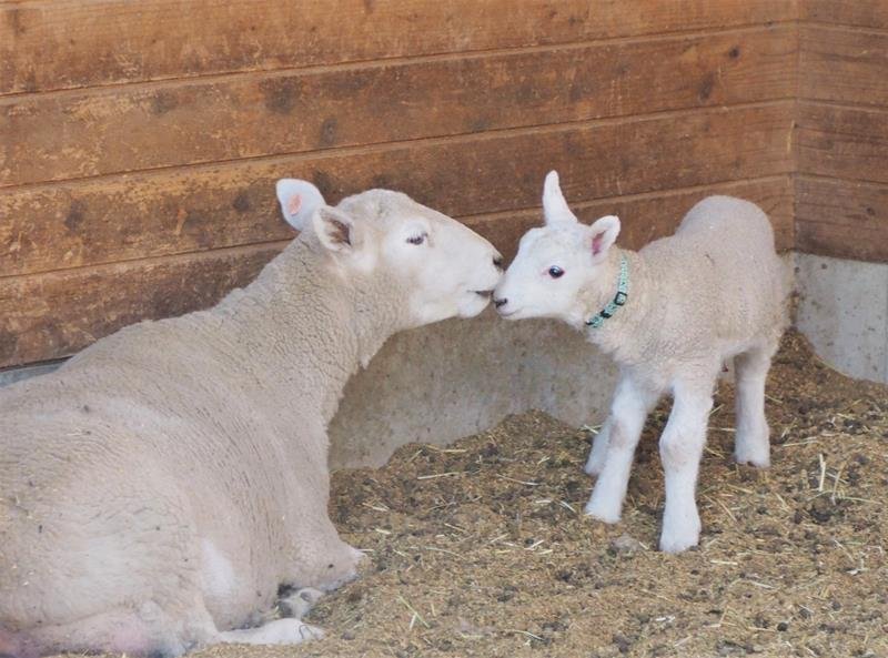 ヒツジ出産シーズン　「かわいすぎる」親子に歓声　富津・マザー牧場