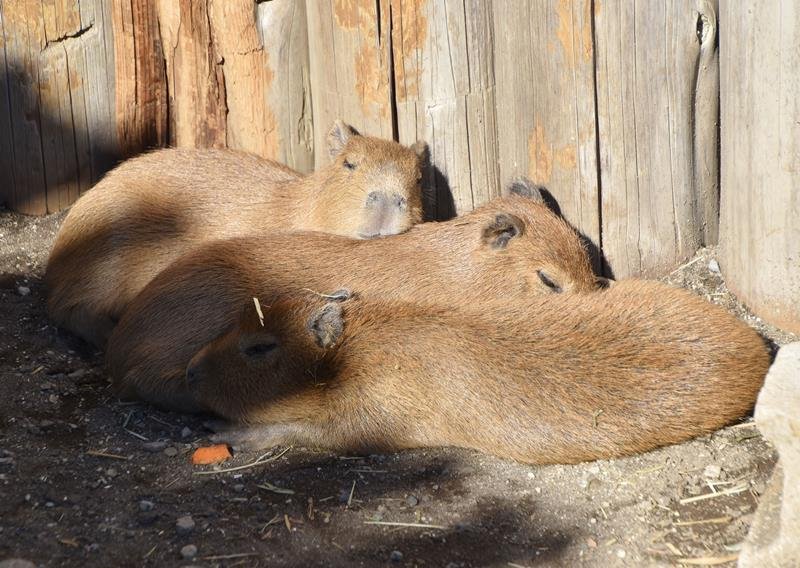 体を寄せ合い、日なたぼっこしているカピバラの赤ちゃん３匹＝館山市のアロハガーデンたてやま

