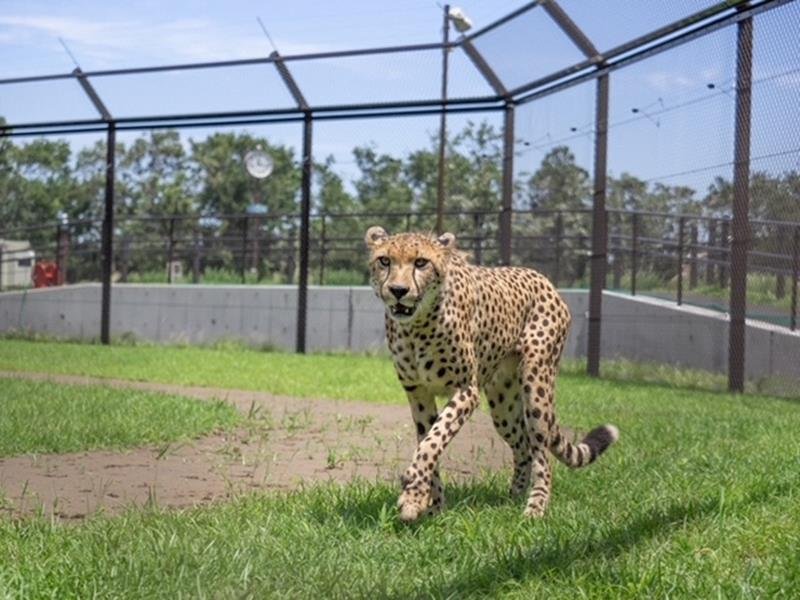 ＤＮＡ鑑定で父親判明　絶滅回避へ大学と連携　千葉市動物公園の子どもチーター６頭