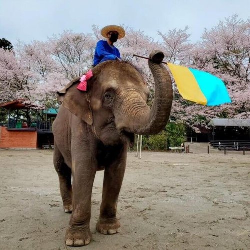 市原ぞうの国で、ウクライナの国旗を掲げるアジアゾウ＝市原市（同園提供）
