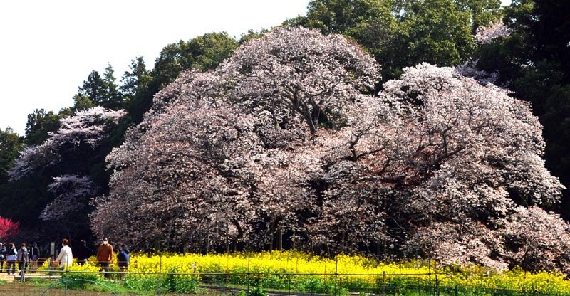 印西市の天然記念物に指定されているヤマザクラ「吉高の大桜」。春の陽気とともに見頃を迎えた＝７日、同市