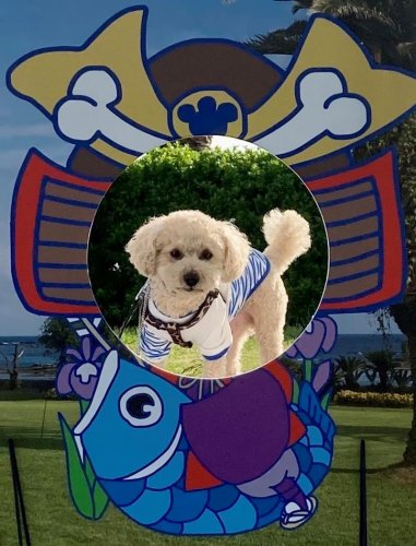 顔ハメ看板のイメージ（白浜オーシャンリゾート提供）

