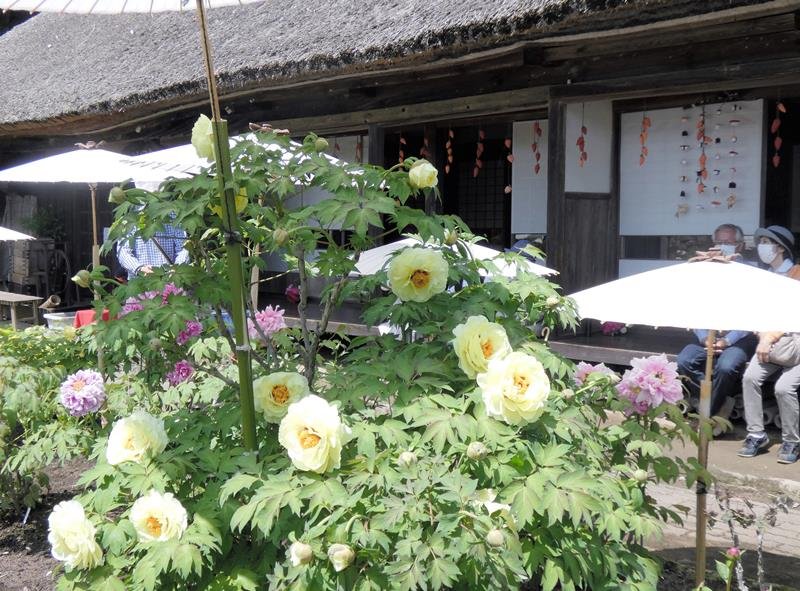 中咲きの大輪が満開を迎えた茂原牡丹園＝２５日、茂原市
