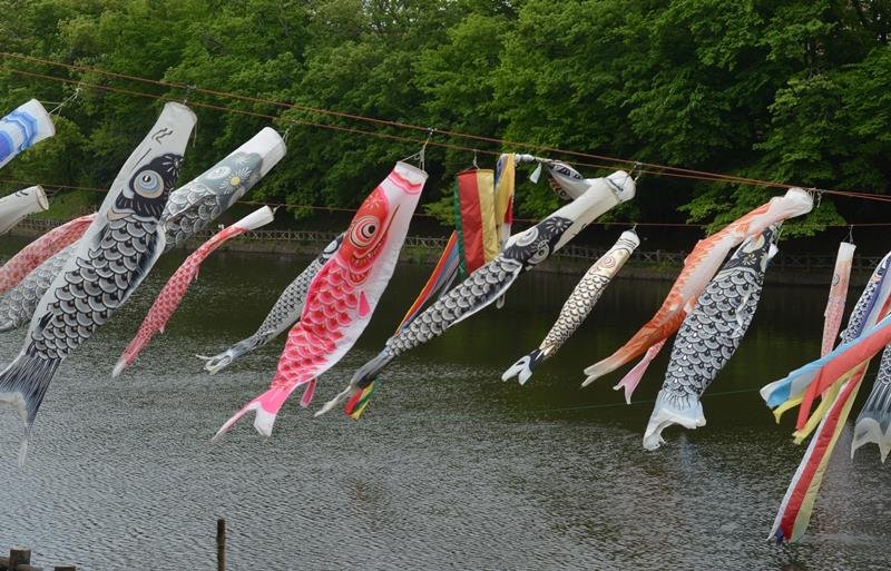 こいのぼり３００匹泳ぐ　市川、５月４日に３年ぶり式典　四街道でも悠々と