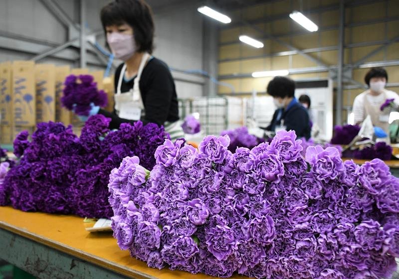 母の日に向けて青いカーネーション「ムーンダスト」のこん包に大忙しの従業員＝芝山町
