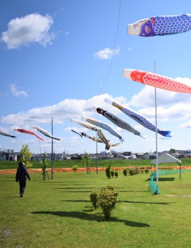 優雅に泳ぐ色とりどりのこいのぼり＝市川市