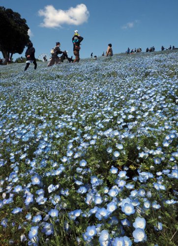 ネモフィラのじゅうたん　「幻想的」「空と一緒」と好評　袖ケ浦・東京ドイツ村　富津・マザー牧場　