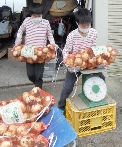 白子で「たまねぎ狩り」スタート　コロナ前のにぎわい戻る　価格高騰で"お得感”も