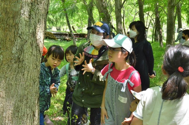 自然体験会で木の幹を観察する子どもら＝４日、山武市
