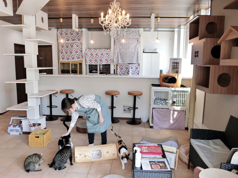 移転した猫の館ＭＥの店内。猫にとって居心地がよく、おしゃれな空間に生まれ変わった＝浦安市猫実