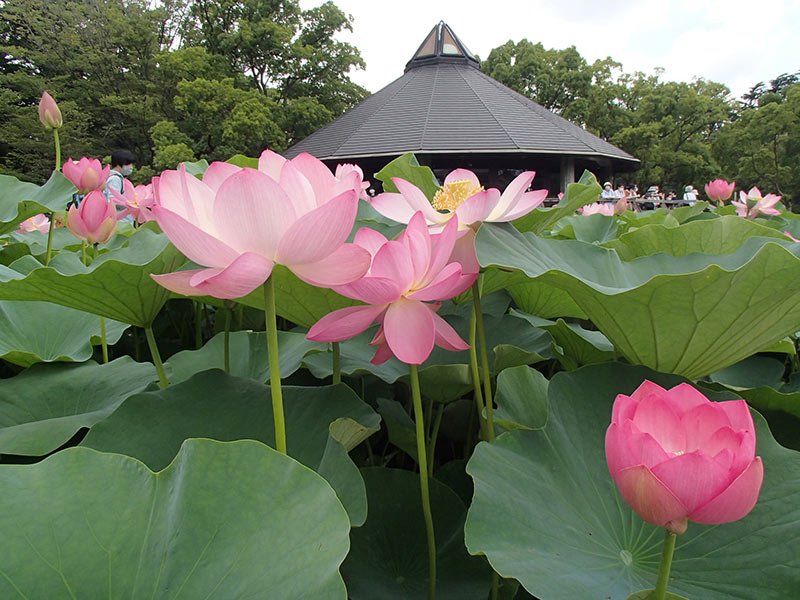 【千葉県民の日特集】　県民スポーツの発展へ　育まれる大会レガシー　オオガハス開花から７０年