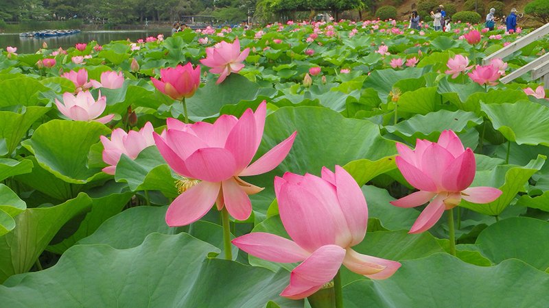 【千葉県民の日特集】　奇跡の一粒、大切に育てる