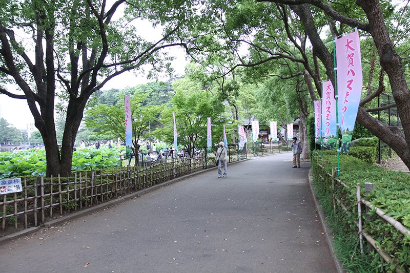 【千葉県民の日特集】　開花の歴史を発信　千葉公園で「大賀ハスまつり」　花びと会ちば