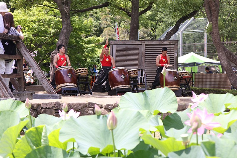 【千葉県民の日特集】　開花の歴史を発信　千葉公園で「大賀ハスまつり」　花びと会ちば