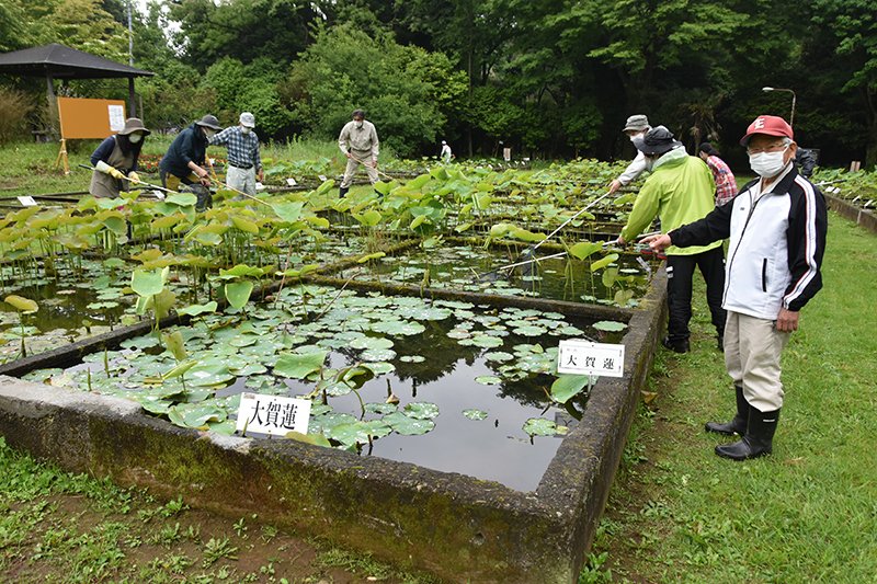 オオガハスなどハス約１００種が育てられている東京大学旧緑地植物実験所＝千葉市花見川区