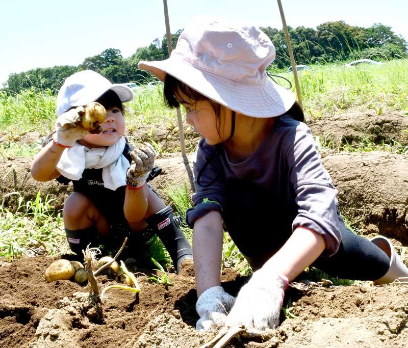 ジャガイモ掘りを楽しむ子どもたち＝多古町