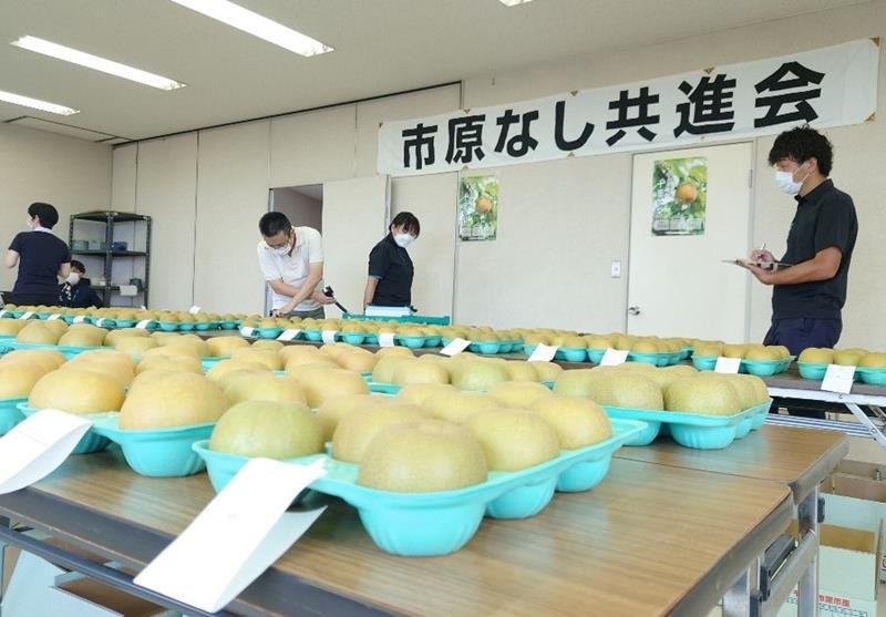 市原産の梨の出来栄えを審査した共進会＝ＪＡ市原市東海営農センター
