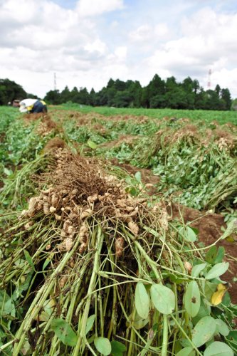 八街落花生、収穫始まる　日本一の生産量「味のいいのがそろった」
