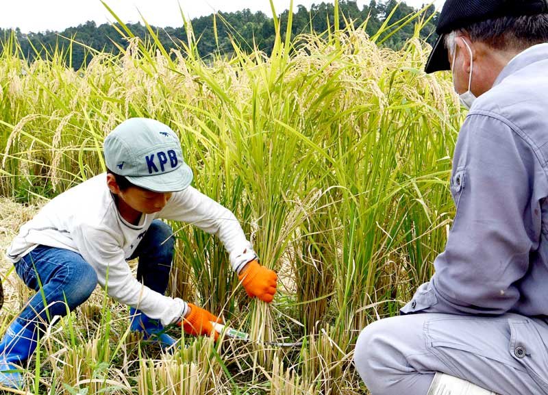 稲刈りを体験する子ども＝多古町