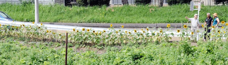 花を盾にポイ捨て根絶　“ごみ捨ての名所”から憩いの場へ　住民育てたヒマワリ満開　市原・大厩地区