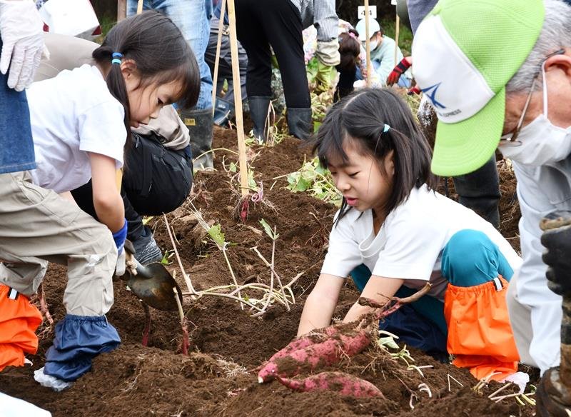 土の中からサツマイモを掘り起こす子どもたち＝２２日、多古町
