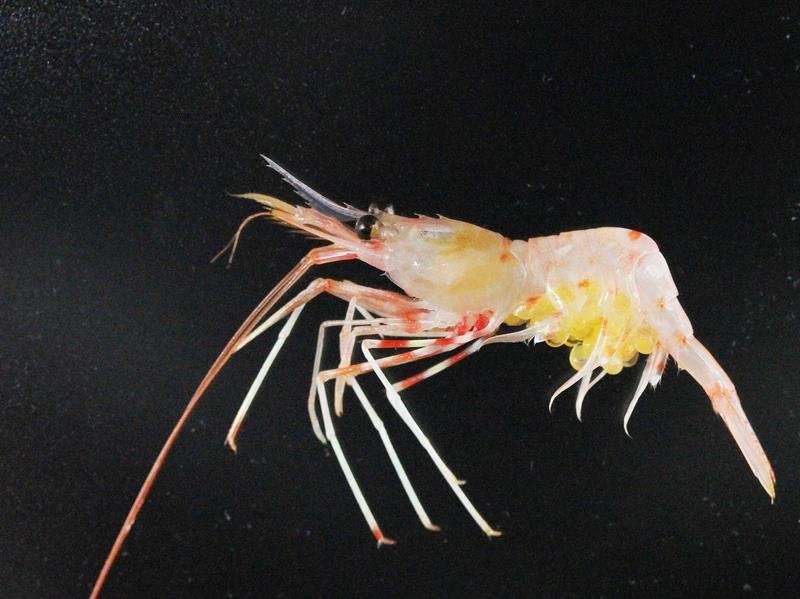 新種のエビ３種発見　千葉県立中央博物館・駒井氏ら　北海道・知床羅臼沖　ふくしま海洋科学館と共同研究