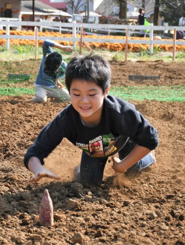 泥だらけでレース！！　成田ゆめ牧場　サツマイモ争奪大会