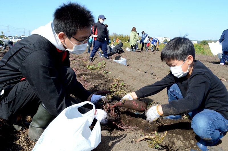 サツマイモ掘りを楽しむ親子連れ＝東金市
