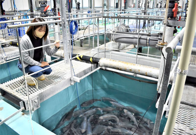 年間約３０トンのサーモントラウトを陸上養殖するＦＲＤジャパン木更津プラント＝２日、木更津市
