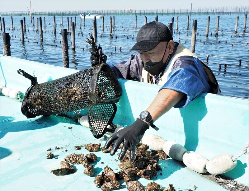 養殖施設に設置した籠から生育したカキを取り出す生産者＝木更津市
