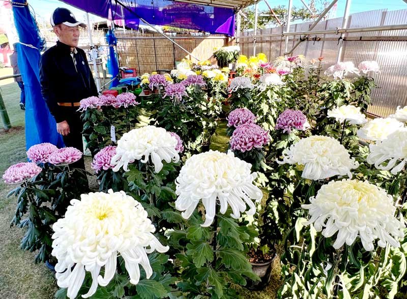 大輪が並ぶ市原市文化祭菊花展＝同市の八幡屋ふれあい広場
