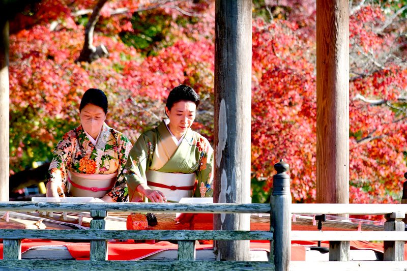 紅葉を背景に箏の演奏が披露された紅葉まつり＝１２日、成田市の成田山公園