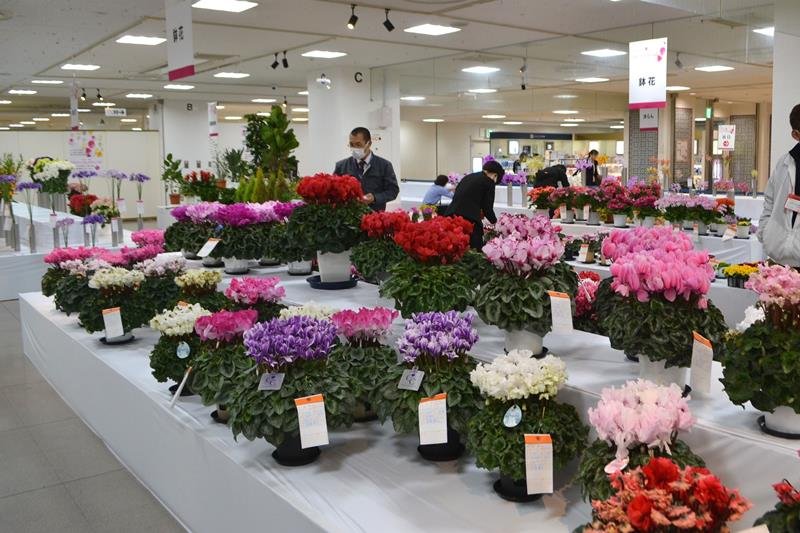 色とりどりの花が展示されている会場＝千葉市中央区のそごう千葉店
