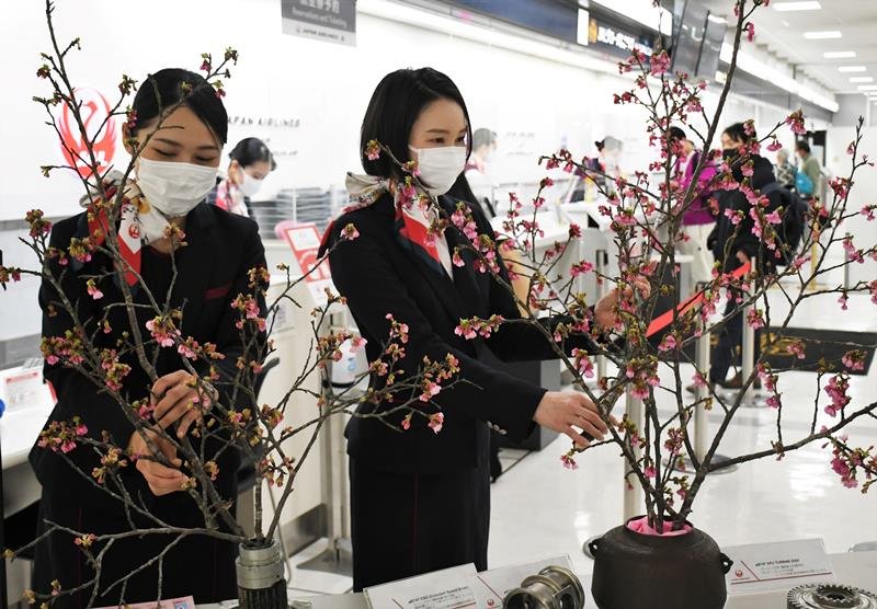 旅客が行き交う成田空港で琉球寒緋桜を飾る地上係員
