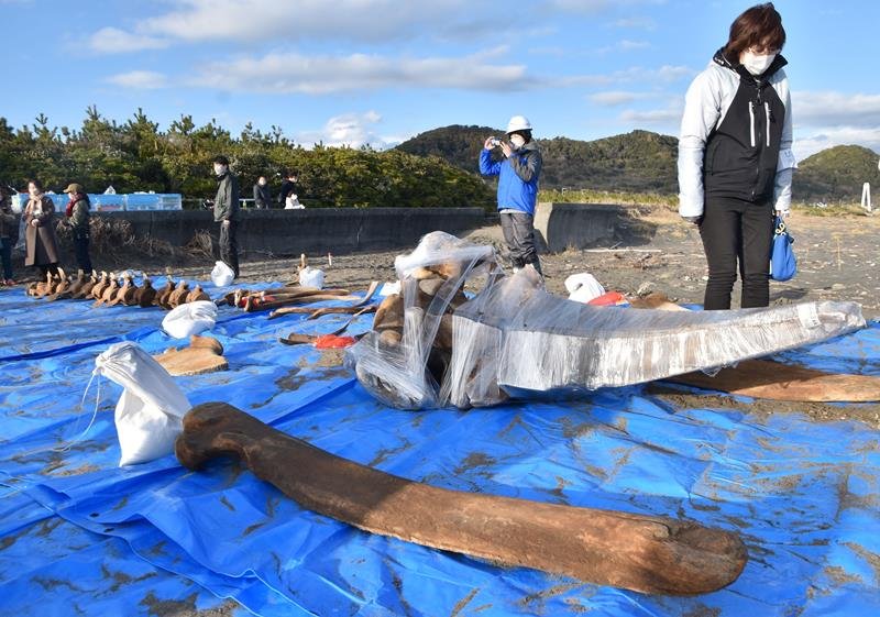 コククジラの標本、後世に　南房総で中学生ら　骨掘り起こし３Ｄデータ化