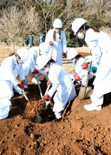 白衣姿で必死に穴を掘る出場者＝成田市の成田ゆめ牧場