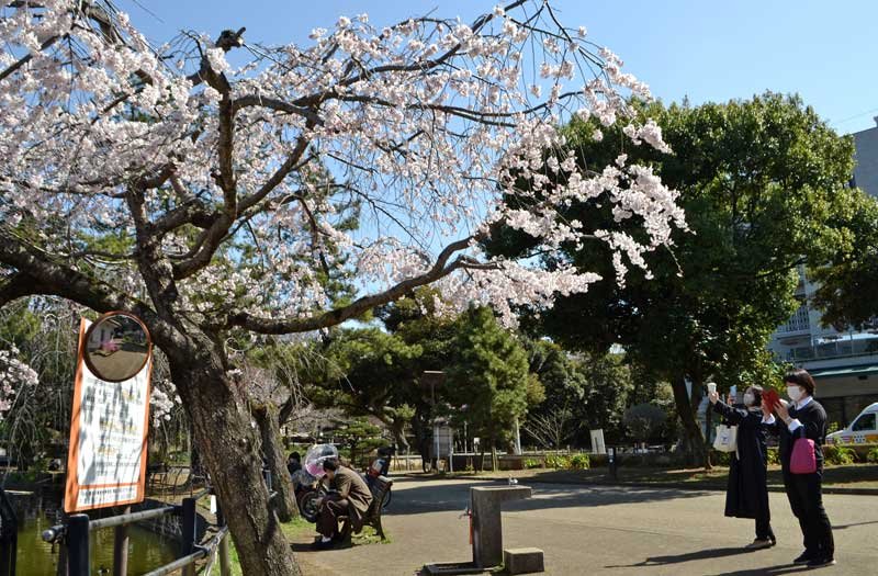 千葉公園で桜が開花　見頃は今週末　飲食を伴うお花見も“解禁”